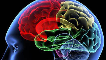 BigBrain: An Ultrahigh-Resolution 3D Human Brain Model