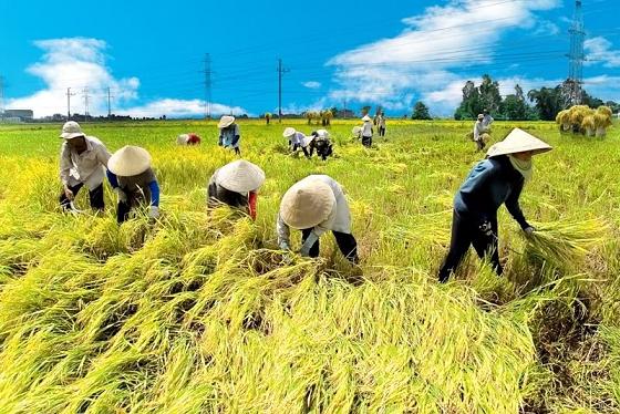 rice export, rice power, farmer, market, rice quality