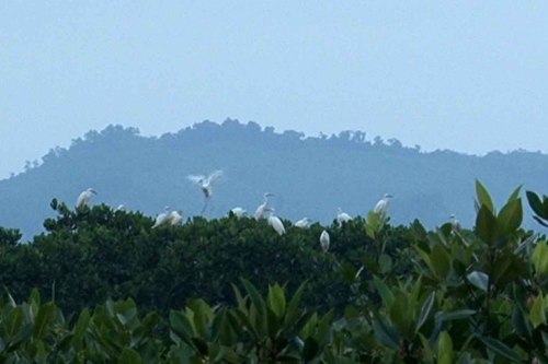 stork, shrimp lagoon, mangrove forest, nature, environment protection