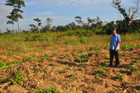 Nguyen Van Hai, a farmer in hamlet No. 3 complained that he expected the profit of VND15 million this corn crop. However, the corn field has been destroyed by the elephants, bringing him a loss of VND30 million.