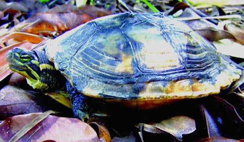 Vietnamese pond turtles, zoo, endemic species