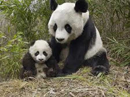 Panda gives birth in semi-wild environment