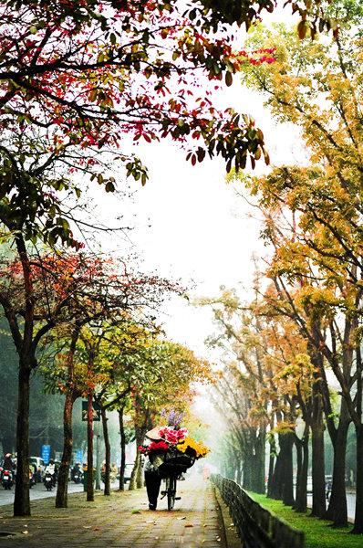 flower bike, mobile flower shop, hanoi, romantic