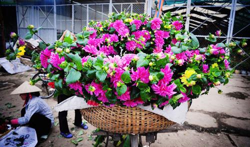 flower bike, mobile flower shop, hanoi, romantic