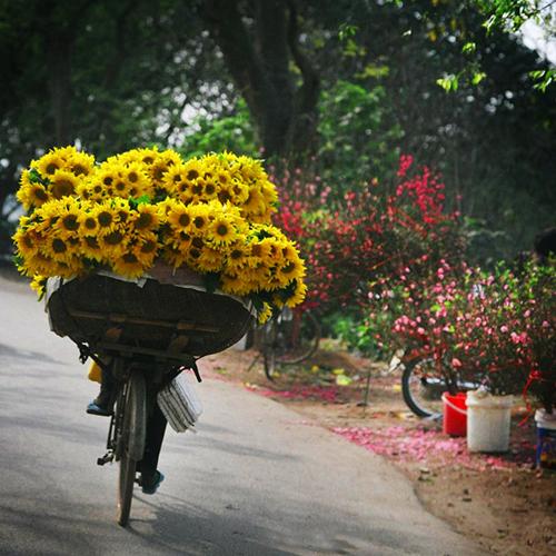 flower bike, mobile flower shop, hanoi, romantic