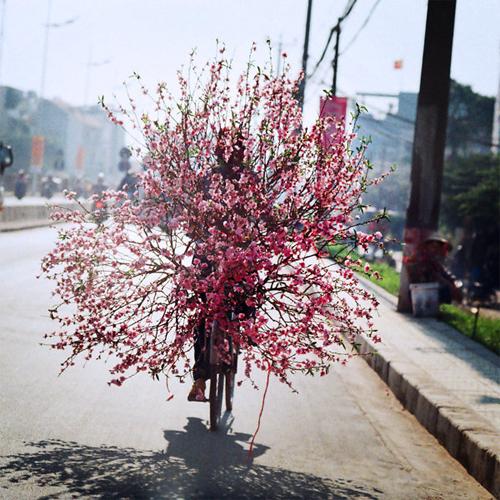 flower bike, mobile flower shop, hanoi, romantic