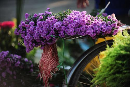 flower bike, mobile flower shop, hanoi, romantic