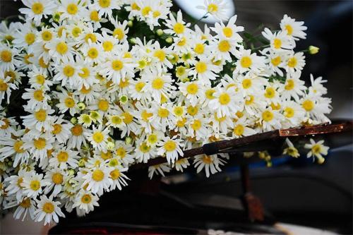 flower bike, mobile flower shop, hanoi, romantic