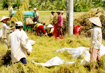 GMO barrier, rice export, exporter, vo tong xuan