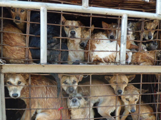 dog trafficking, dog meat, ban, southeast asia