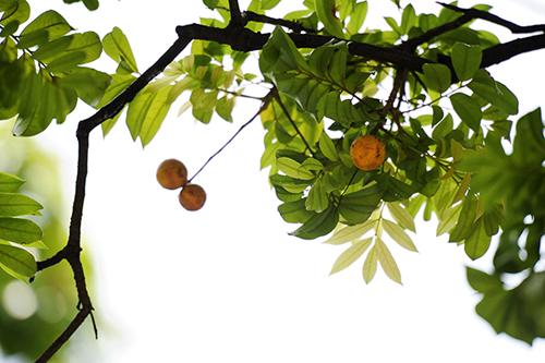 dracontomelon fruits, hanoi, autumn