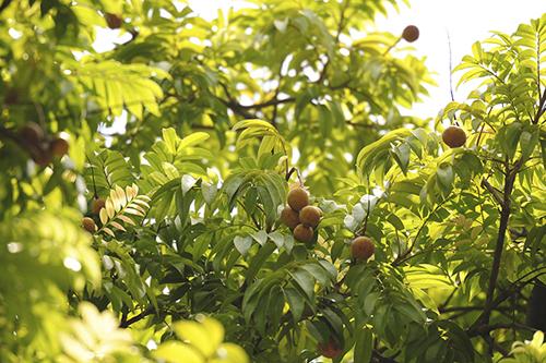 dracontomelon fruits, hanoi, autumn