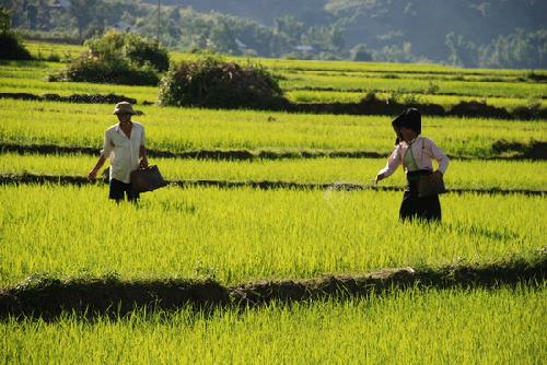 muong thanh field, dien bien