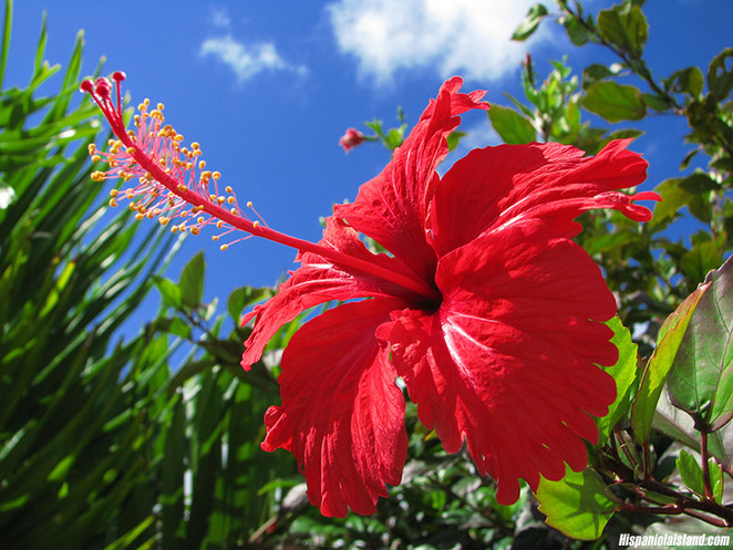 floral emblems, national flowers, asean, southeast asia