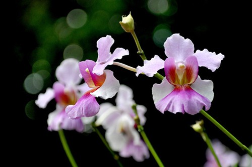 floral emblems, national flowers, asean, southeast asia