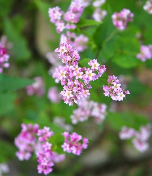 ha giang, buckwheat flower season