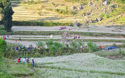 ha giang, buckwheat flower season