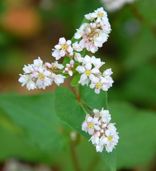 ha giang, buckwheat flower season