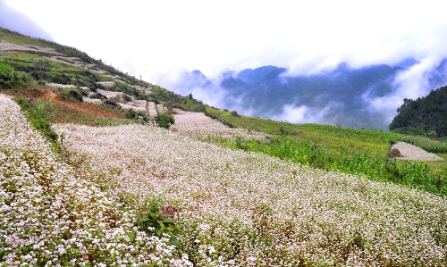 ha giang, buckwheat flower season