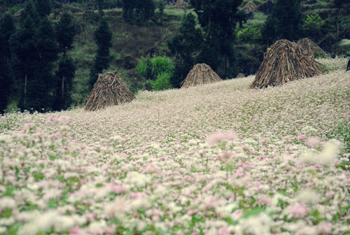 ha giang, buckwheat flower season