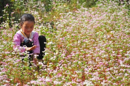 ha giang, buckwheat flower season