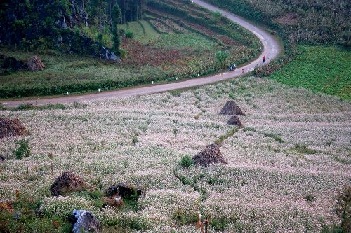 ha giang, buckwheat flower season