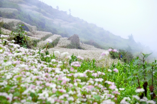 ha giang, buckwheat flower season