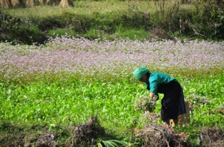 ha giang, buckwheat flower season