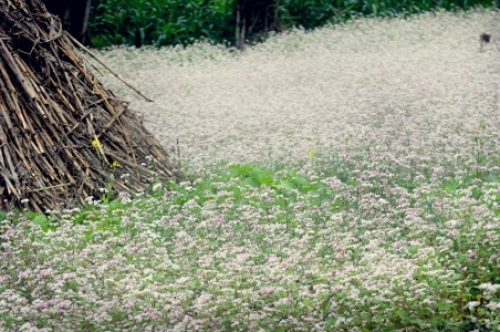 ha giang, buckwheat flower season