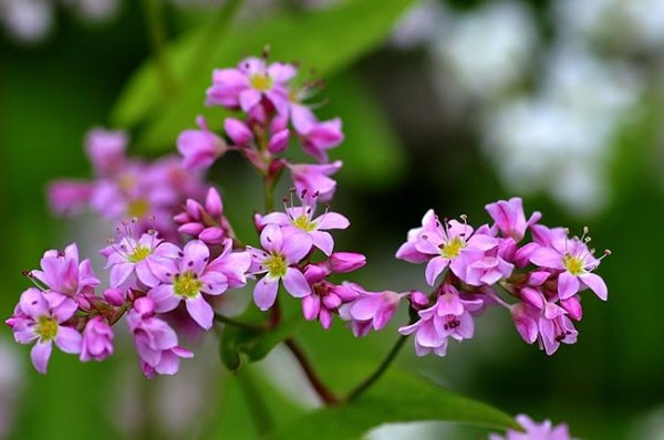 ha giang, buckwheat flower season