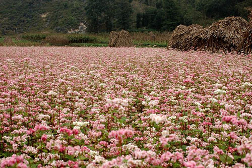 ha giang, buckwheat flower season