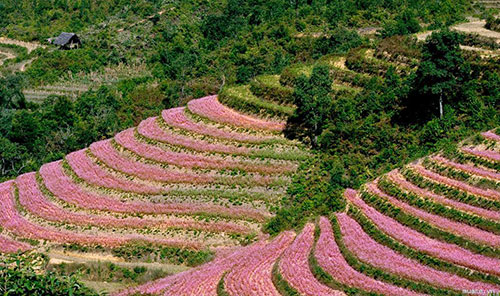 ha giang, buckwheat flower season