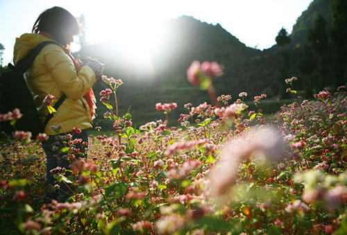 ha giang, buckwheat flower season