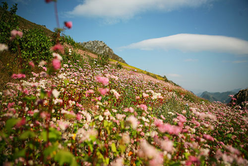 ha giang, buckwheat flower season