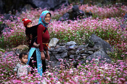 ha giang, buckwheat flower season