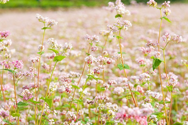 ha giang, buckwheat flower season