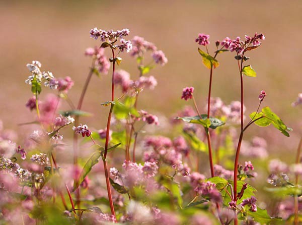 ha giang, buckwheat flower season