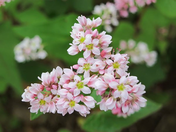 ha giang, buckwheat flower season