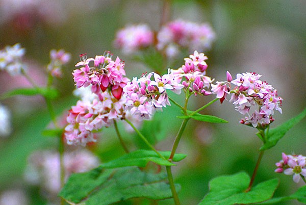 ha giang, buckwheat flower season