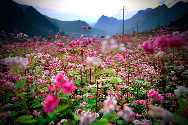 ha giang, buckwheat flower season