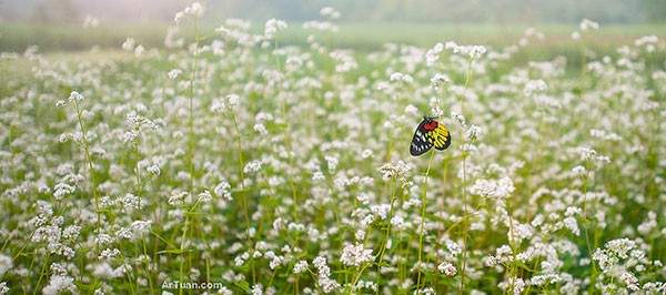 ha giang, buckwheat flower season