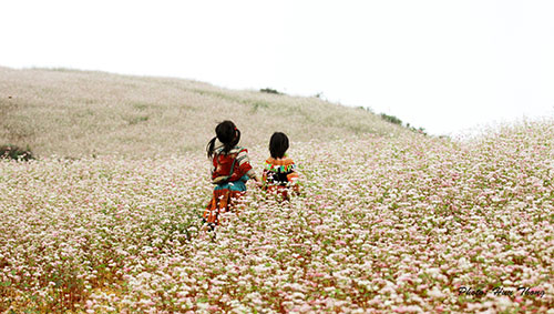 ha giang, buckwheat flower season