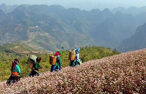 ha giang, buckwheat flower season