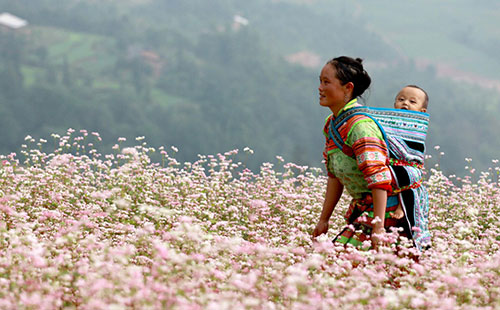 ha giang, buckwheat flower season