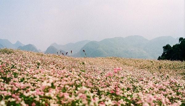 ha giang, buckwheat flower season