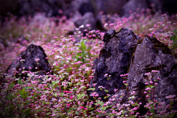 ha giang, buckwheat flower season