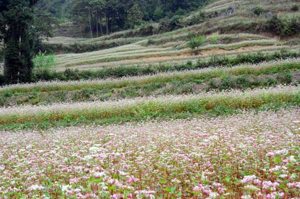 ha giang, buckwheat flower season