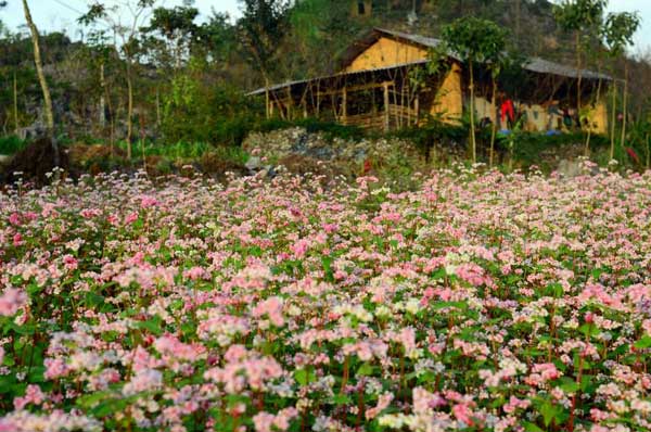 ha giang, buckwheat flower season