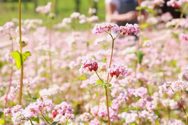 ha giang, buckwheat flower season