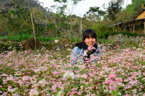 ha giang, buckwheat flower season